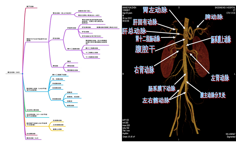 主动脉的分支及分布图图片